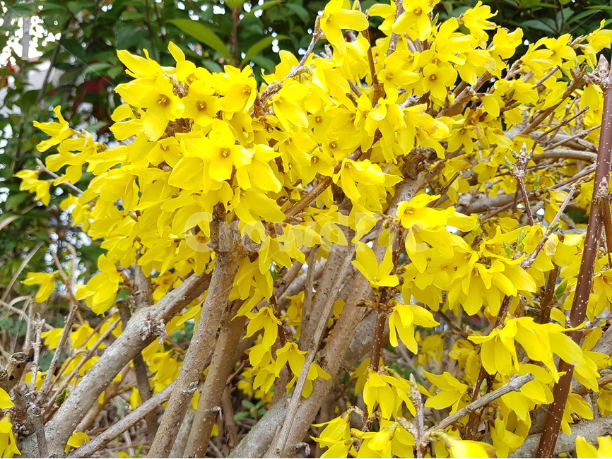 개나리,봄,나무,행복,꽃,봄,계절,spring,season,식물,자연,plants,nature,꽃,flower,plant,leaf,잎,tree