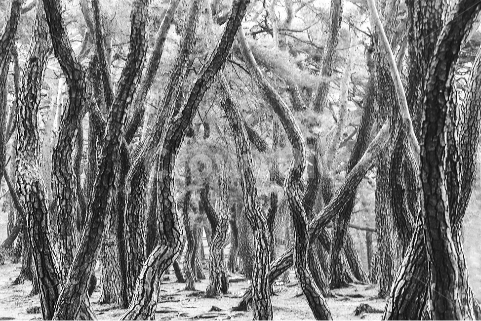 소나무숲,소나무,소나무군락,koreanredpine,pine,오솔길,숲,솔낭구,나무,trees,wood,흑백,모노톤,monochrome,black and white