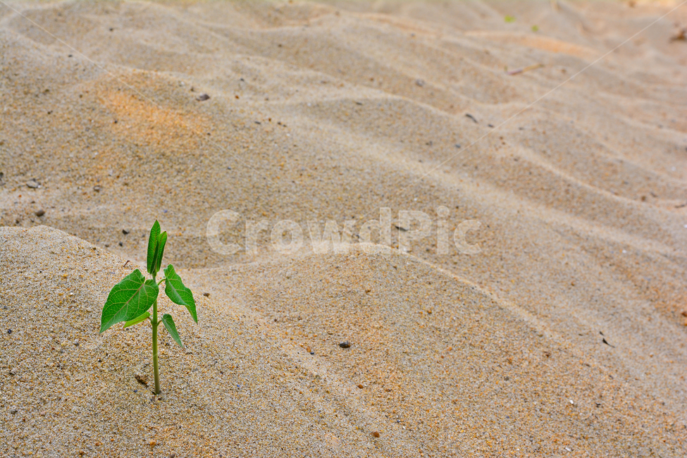 봄이미지,새순,새잎,새싹,모래밭,생명력,sand,live,건조한,척박한,강인함,시작,출발,배경,바탕,백그라운드,background,봄,계절,spring,season,식물,자연,plants,nature