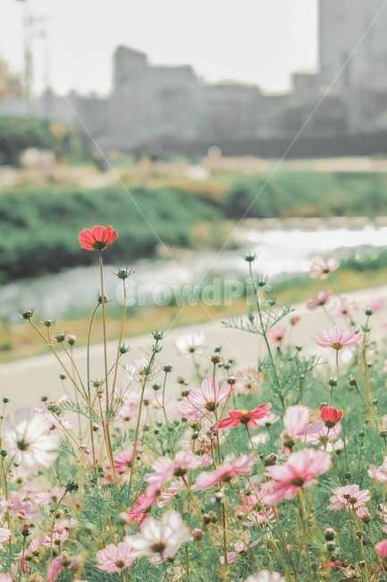 코스모스,가을,자연,꽃밭,풀밭,꽃,가을,계절,fall,autumn,season,식물,자연,plants,nature,꽃,flower,plant