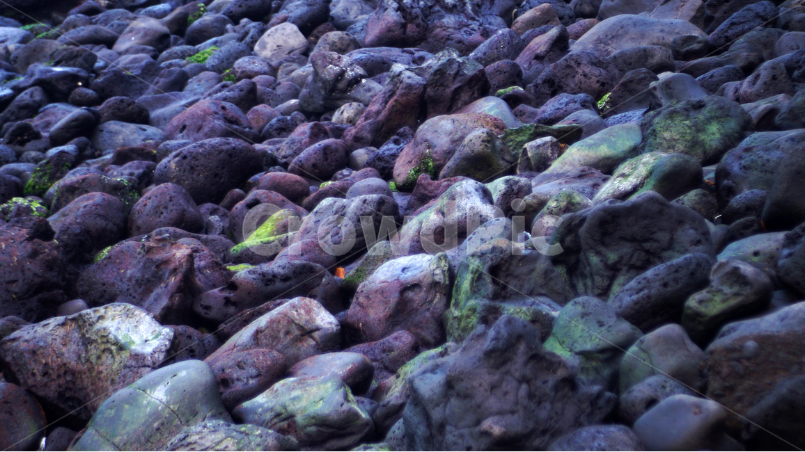 제주도,화산암,돌,시원함,바다,파도,풍경,제주도,jeju,jeju island,plant,식물