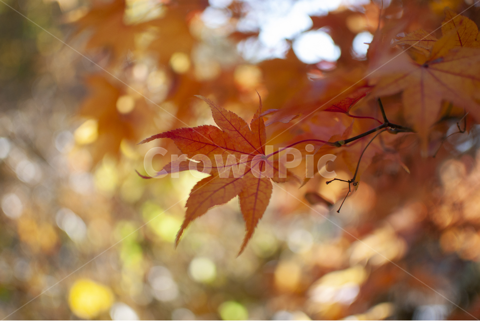 단풍,가을,maple,단풍놀이,autumn,colorful,fall,mapleleaf,가을,계절,fall,autumn,season,식물,자연,plants,nature