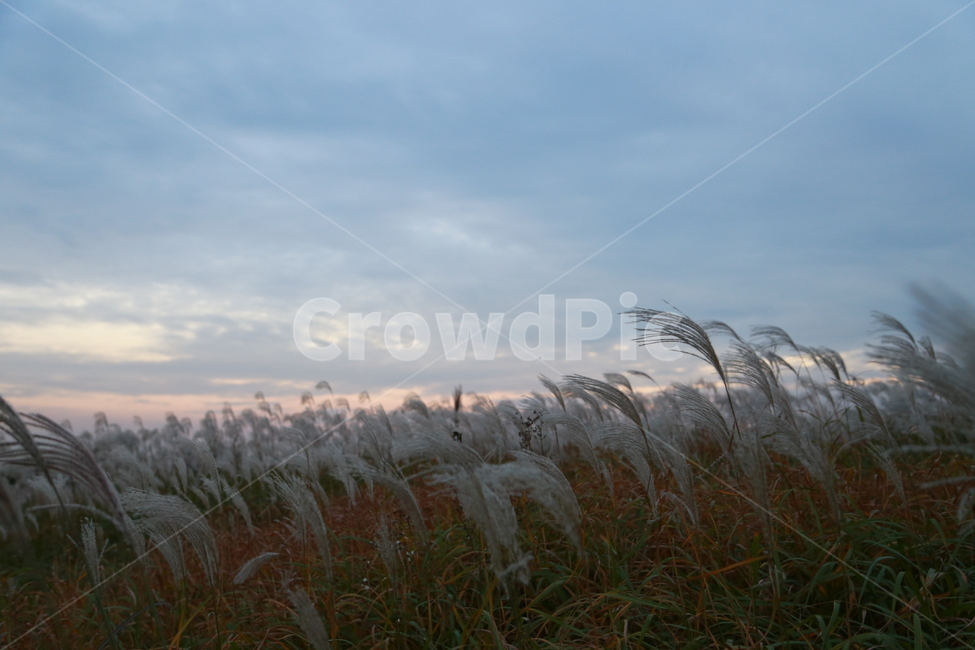 하늘,가을하늘,억새,억색축제,자연,바람,가을,계절,fall,autumn,season,식물,자연,plants,nature,plant,grass,잔디,lawn,reed,갈대