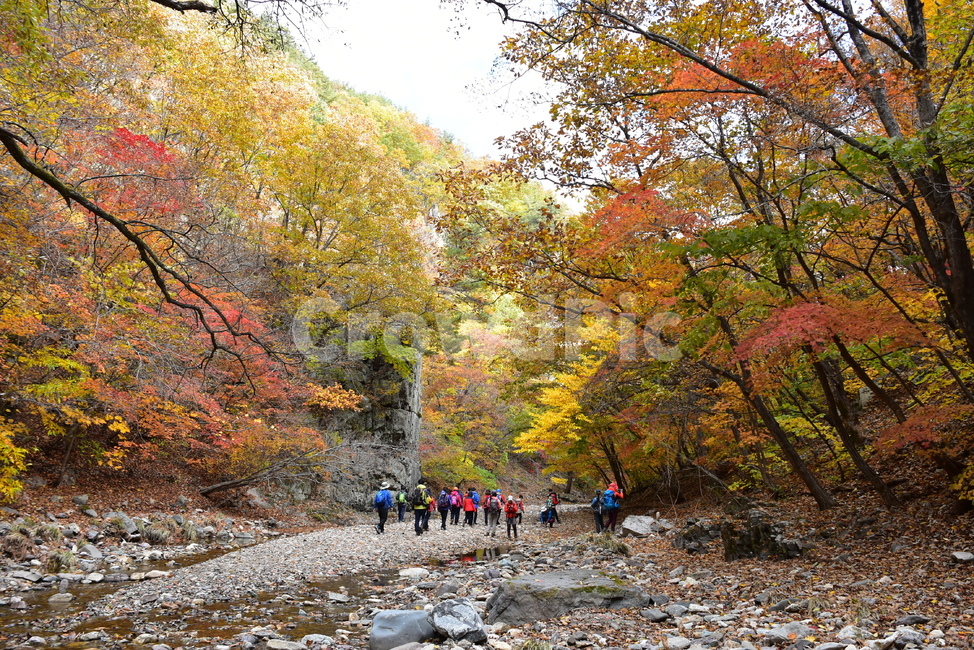 가을,단풍,울긋불긋,알록달록,형형색색,풍경,계절,시즌,아름다운,오색,주왕산,절골,계곡,비경,감성,힐링,가을,계절,fall,autumn,season,사람들,대중,군중,other people,crowd,dirt road,흙길,gravel,자갈,road,도로,plant,식물,tree,나무