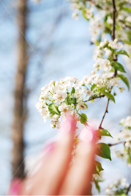 벚꽃,꽃,손,자연,나무,cherryblossom,flower,hand,nature,tree,봄,계절,spring,season,식물,자연,plants,nature,꽃,flower,감성,sensible,feeling,plant,cherry blossom,blossom