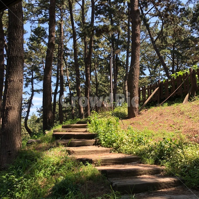 상화원,공원,나무,자연,풍경