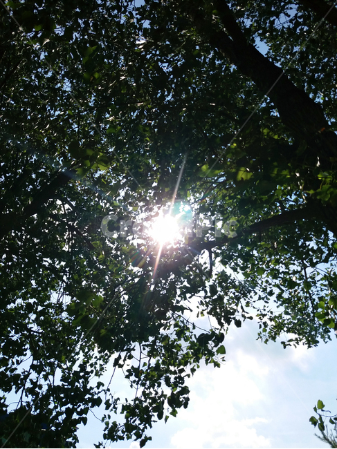 햇빛,태양,나뭇가지,나뭇잎,빛줄기,하늘,나무사이,공원,자연,풍경,nature,landscape,light,빛,flare,플레어