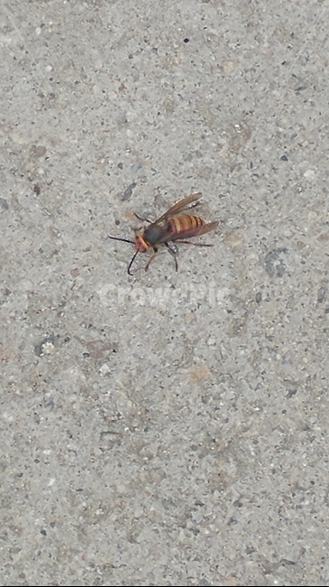 벌,곤충,말벌,대추벌,동물,곤충,벌레,insect,bug