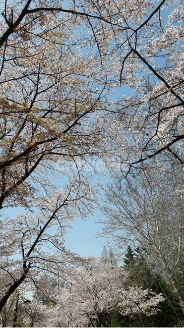 벚꽃,봄벚꽃,벚꽃나무,봄하늘,분홍벚꽃
