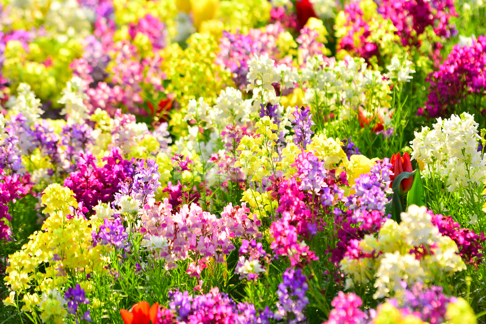 봄,꽃,시즌,계절,칼라풀,화려한,flowers,background,배경,바탕,백그라운드,spring,꽃밭,정원,가든,야외,4월,5월,식물,자연,plants,nature,꽃,flower
