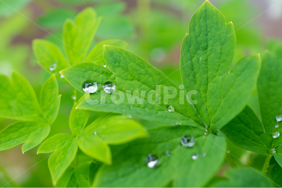 풀,물방울,풀잎,자연,waterdrop,natural,bladeofgrass,식물,자연,plants,nature