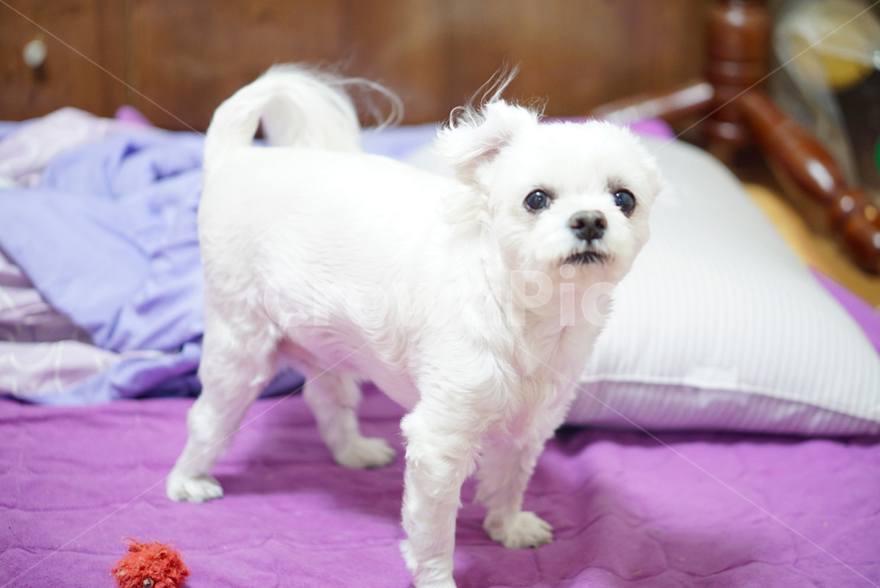 강아지,댕댕이,애완동물,애완견,개,pet,dog,animal,말티즈,마르티즈,말티스,마르티스,nature,동물보호,반려견,반려동물,동물,animal,포유류,mammal,개,강아지,dog,doggy