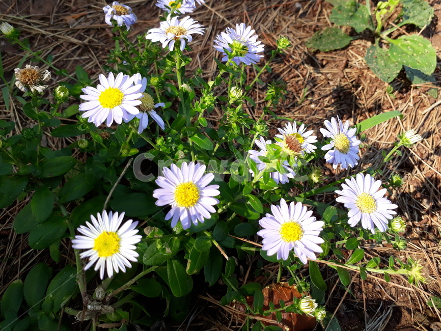 들국화,야생화,꽃,식물,자연,camomile,wildflower,plant,nature