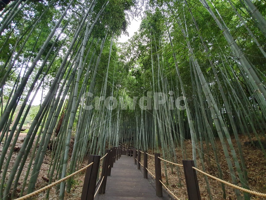 대나무숲,대나무길,대나무,나무,자연,식물,자연,plants,nature,나무,trees,wood