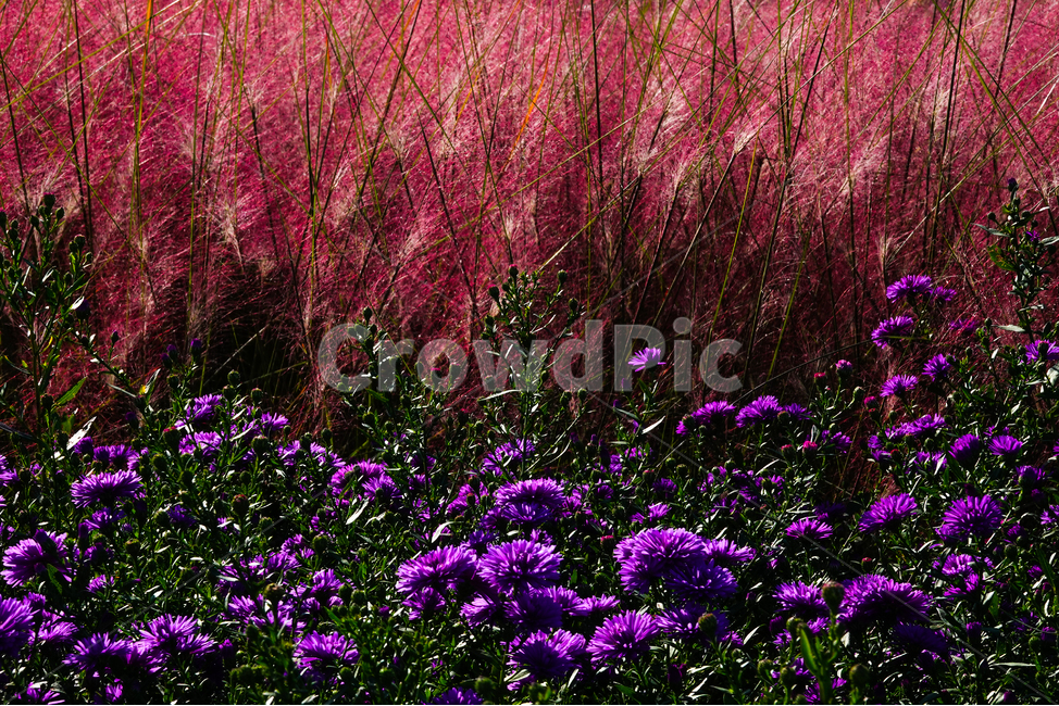 plant,식물,공원,꽃밭,핑크뮬리,가을,식물,자연,plants,nature,꽃,flower