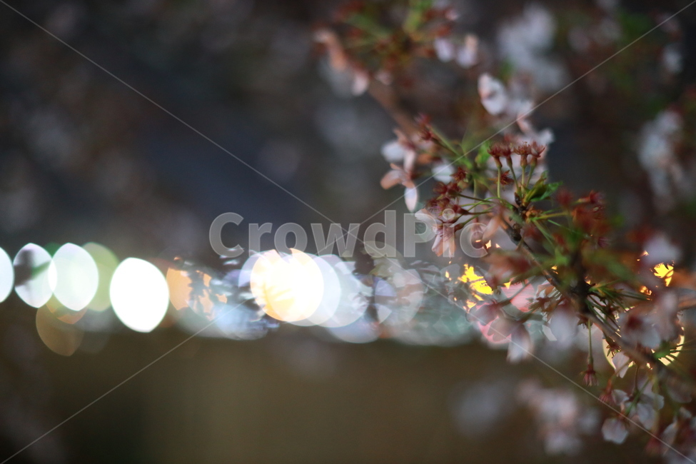 Outfocusing,spring flowers,light,Emotion,flower