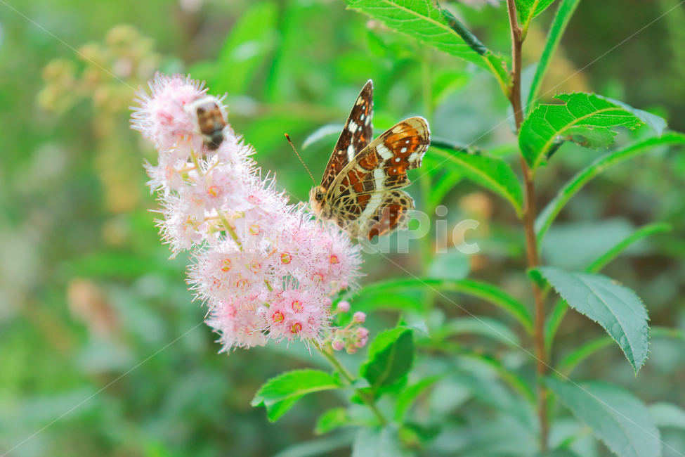 animal,동물,invertebrate,무척추동물,insect,곤충,나비,꽃,butterfly,숲속,정원,벌레,식물,자연,plants,nature,꽃,flower,곤충,벌레,insect,bug