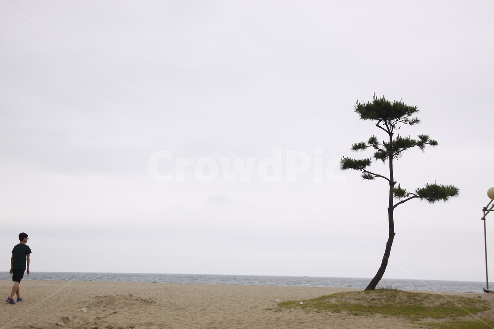 바다,해변,아이들,사람,해송,놀이,수평선,모래,자연,풍경,nature,landscape,해변,바다,beach,sea,사람,인물,인간,human,person,여행,휴가,traveling,vacation,trip,tree,나무,plant,식물