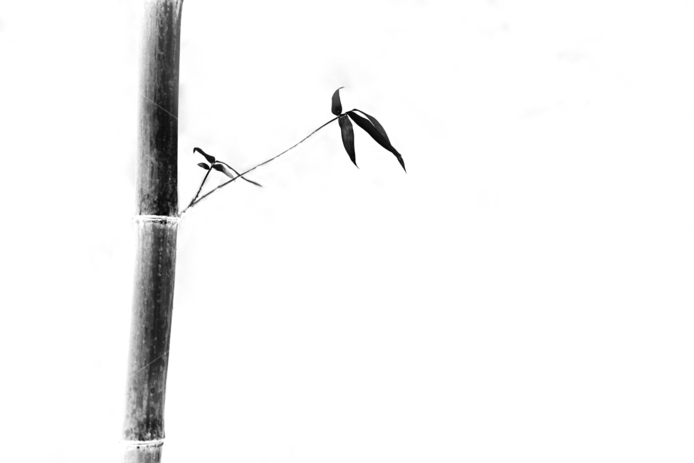 대나무,사군자,수묵화,담쟁이,흑백,식물,자연,plants,nature,나무,trees,wood,흑백,모노톤,monochrome,black and white,누끼,remove background