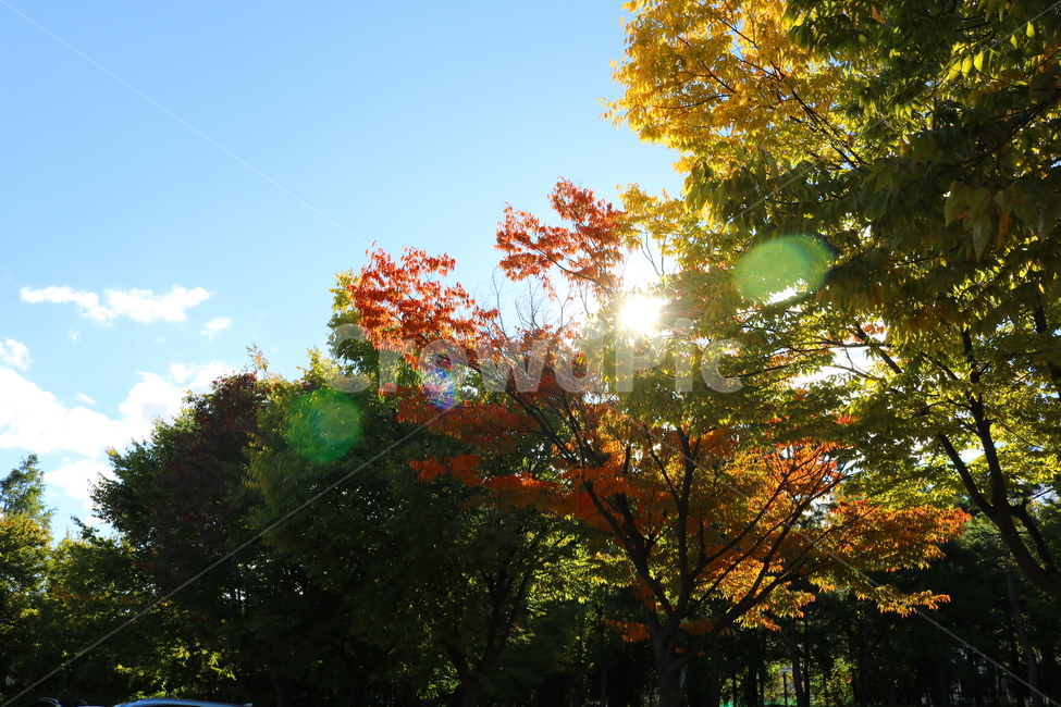 나무,단풍,식물,자연,풍경,가을,느티나무,하늘,가을,계절,fall,autumn,season,자연,풍경,nature,landscape,휴식,힐링,rest,relaxation,healing,light,빛,flare,플레어,plant,leaf,잎