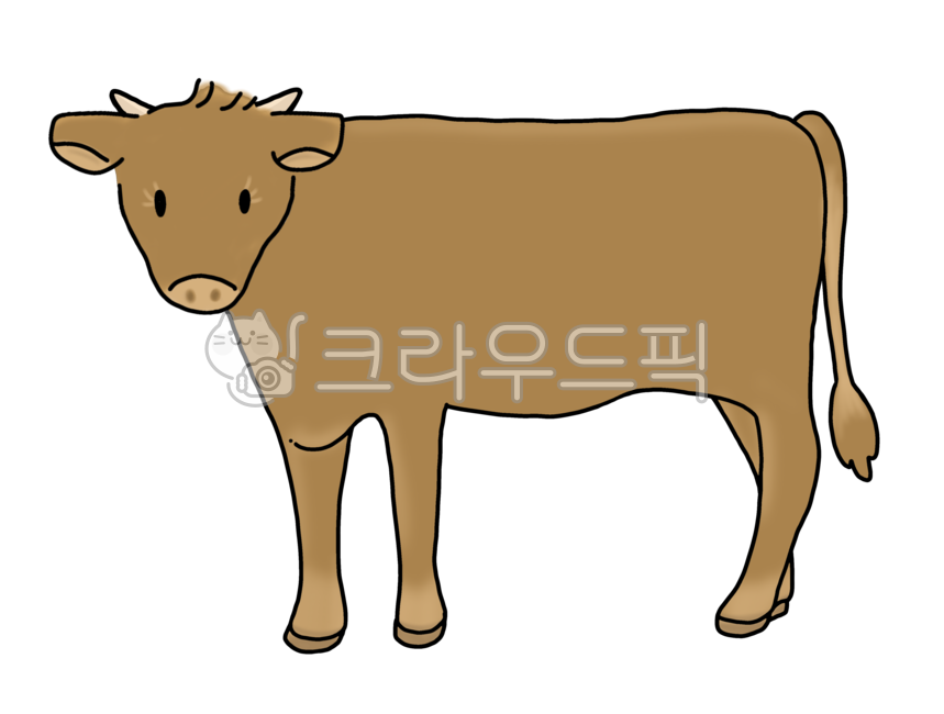 소, 송아지, 한우, 황소, cow, 사진,이미지,일러스트,캘리그라피 - Cozu작가