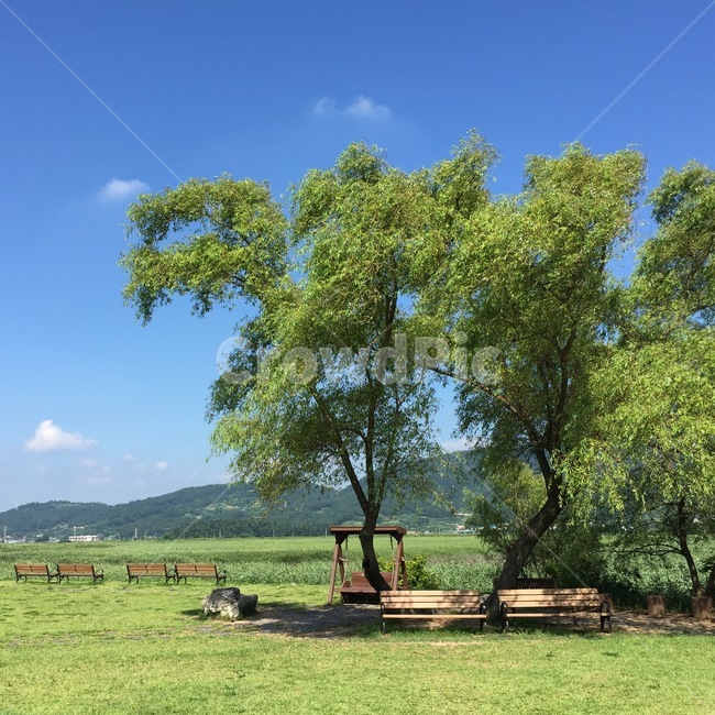 순천만,여름,벤치,들,나무,자연,풍경,nature,landscape,outdoors,옥외,field,grassland,목초지