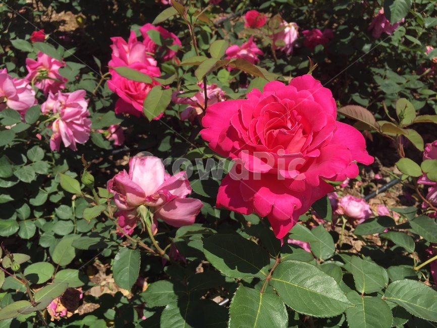 꽃,장미,분홍장미,핑크장미,식물,장미꽃밭,rose,식물,자연,plants,nature,꽃,flower