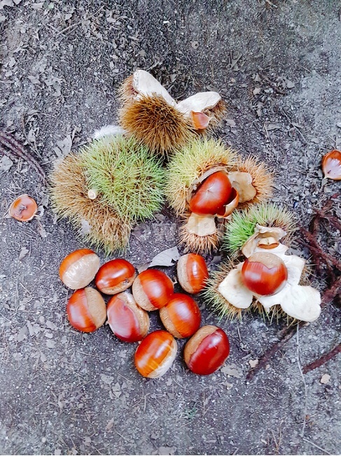 밤,grain,곡물,food,plant