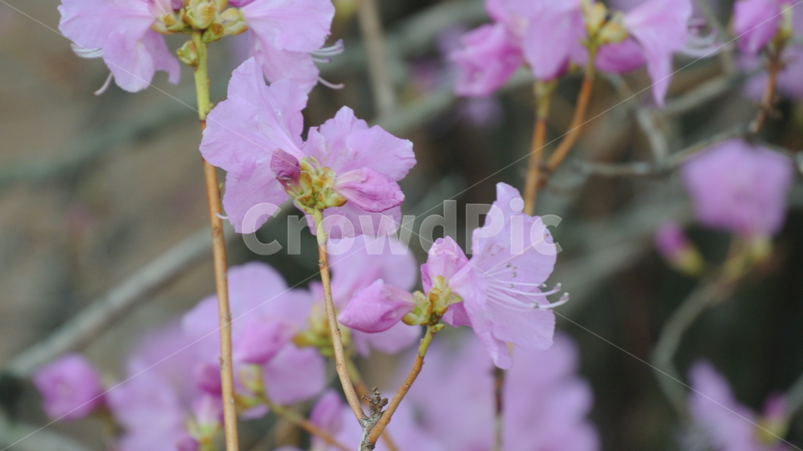 geranium,제라늄,blossom,꽃,flower,plant,식물
