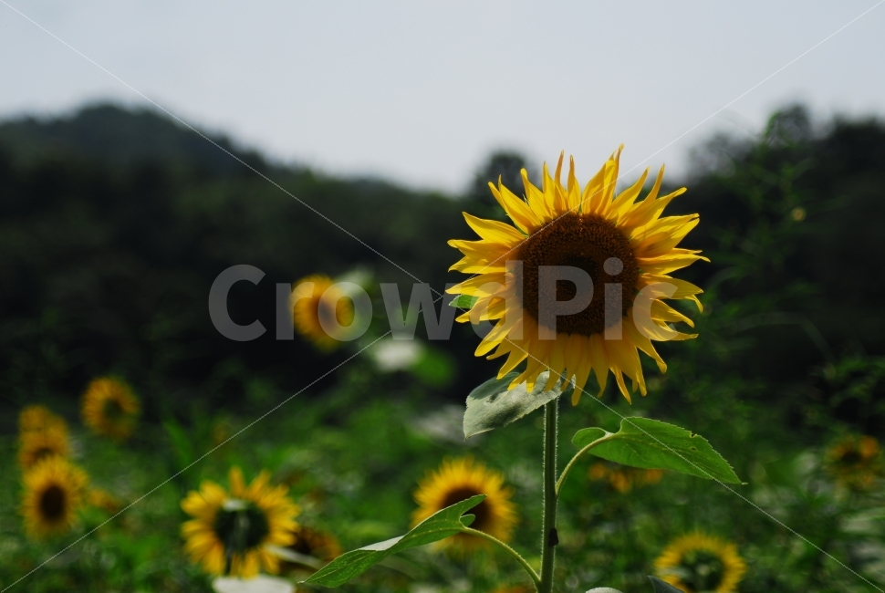 해바라기,sunflower,꽃,식물,자연,여름꽃,여름,계절,summer,season,식물,자연,plants,nature,꽃,flower,plant,blossom