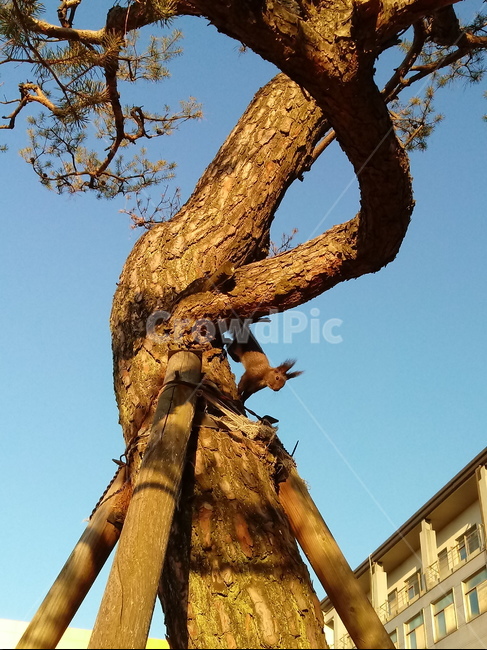 청설모,동물,소나무,나무가지,animal,tree,koreansquirrel,다람쥐과,포유류