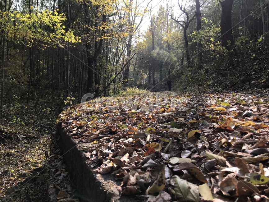 가을,담양,소쇄원,식영정,풍경사진,landscape,출사,가을풍경,단풍,은행,감성,쓸쓸함,가을,계절,fall,autumn,season,자연,풍경,nature,landscape,ground,바닥,plant,식물,leaf,잎,tree,나무