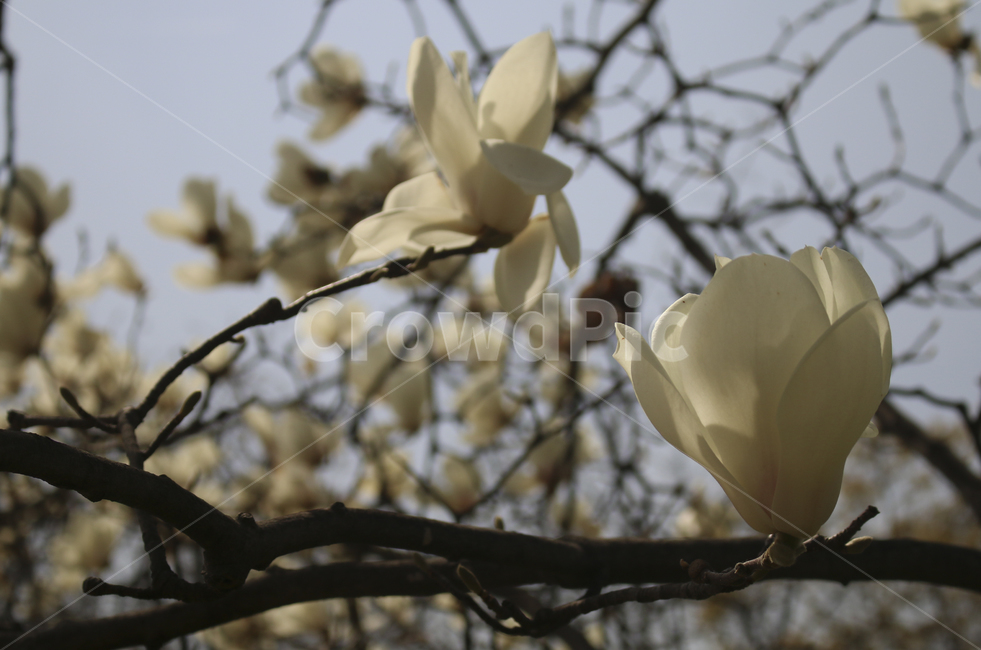 flower,blossom,꽃,petal,꽃잎,plant,식물,white,whiteflower,spring,봄,봄꽃,흰꽃,하얀꽃,sky,하늘