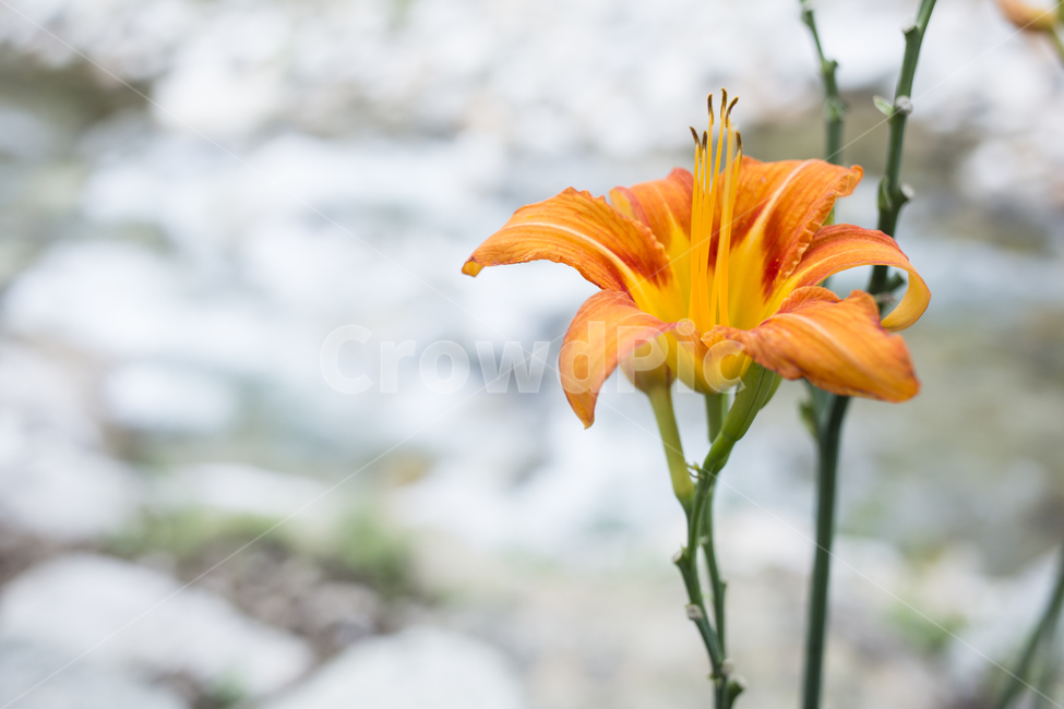 원추리,꽃,식물,자연,꽃잎,flower,plant,식물,자연,plants,nature,꽃,flower