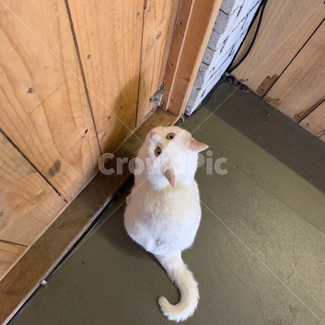 고양이,하얀고양이,흰고양이,동물,나무