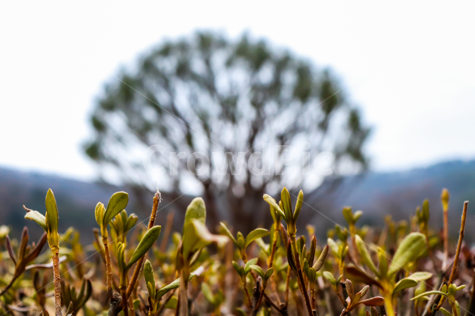나무,자연,아웃포커싱,정원,배경,식물,자연,plants,nature