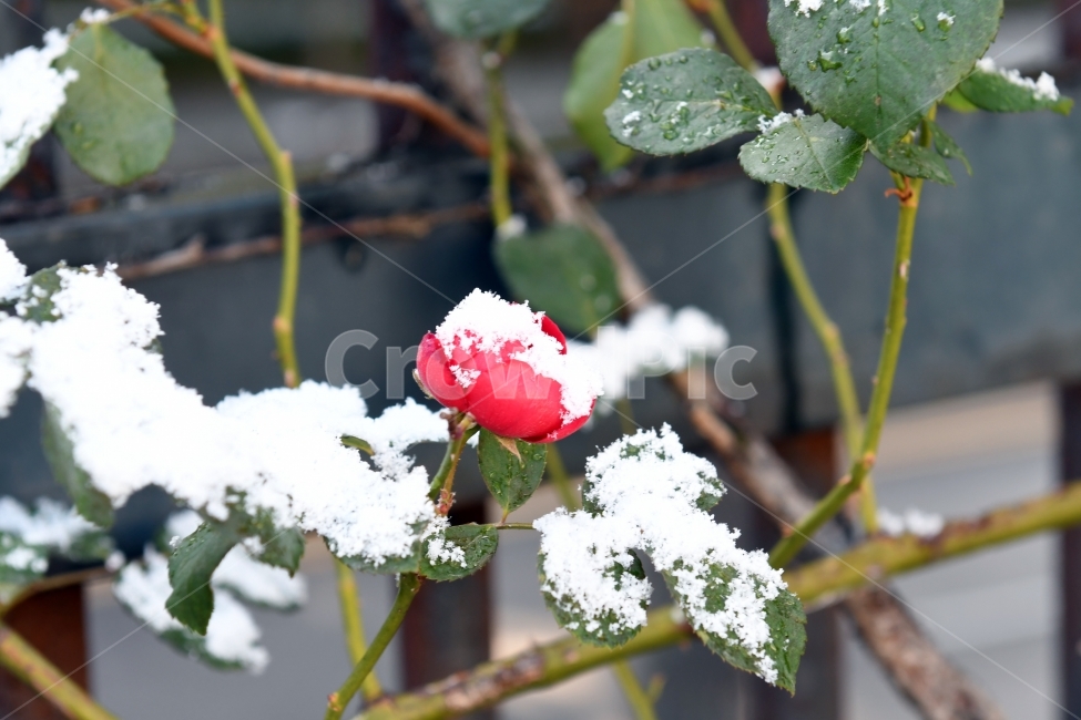 첫눈,눈,겨울,못다핀꽃,과일,가을끝,풍경,장미,겨울,계절,winter,season,식물,자연,plants,nature,꽃,flower