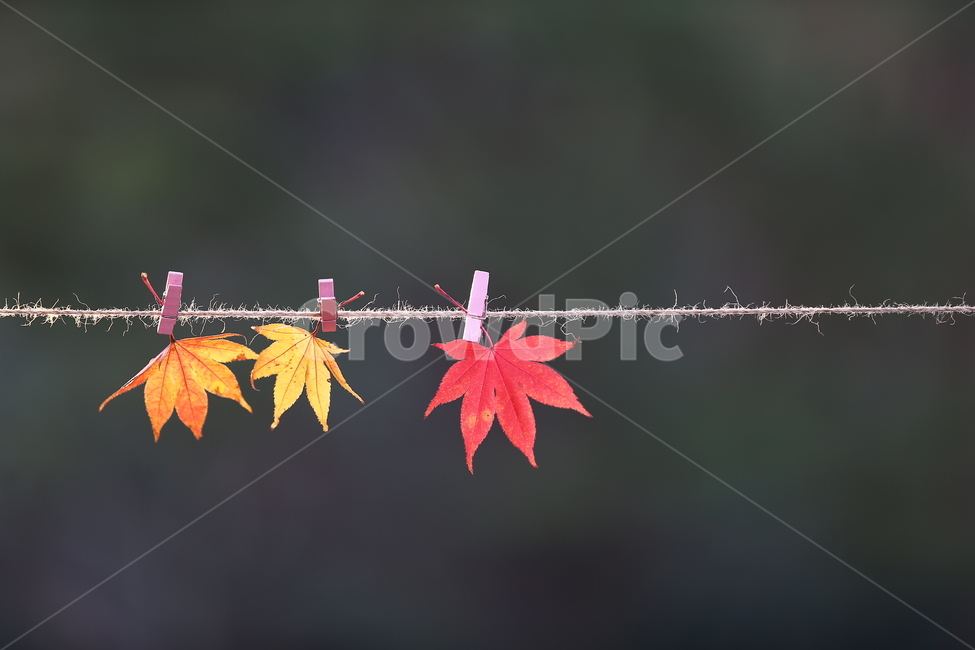 가을,붉은가을,가을이,가을은이렇게,매달린,단풍잎,낙화,가을,계절,fall,autumn,season