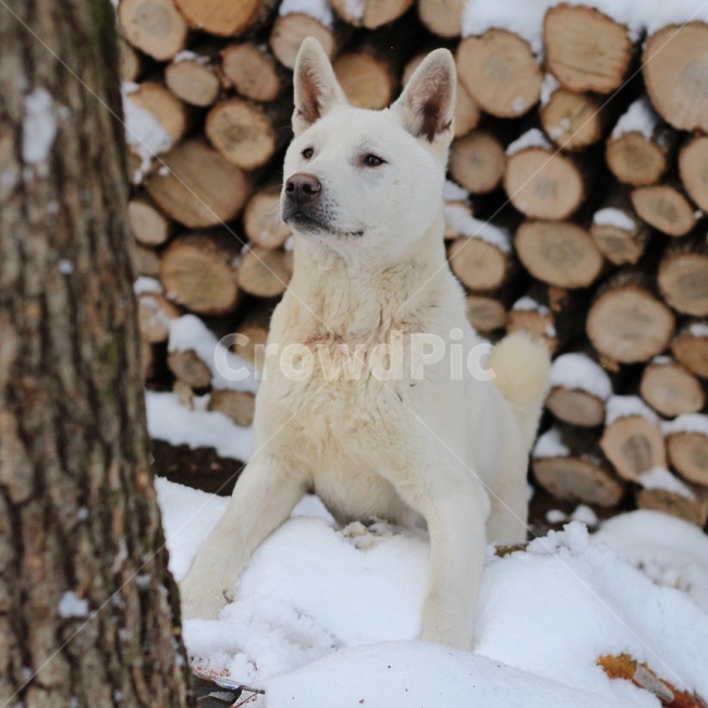 country dog,animal,bowwow,dog