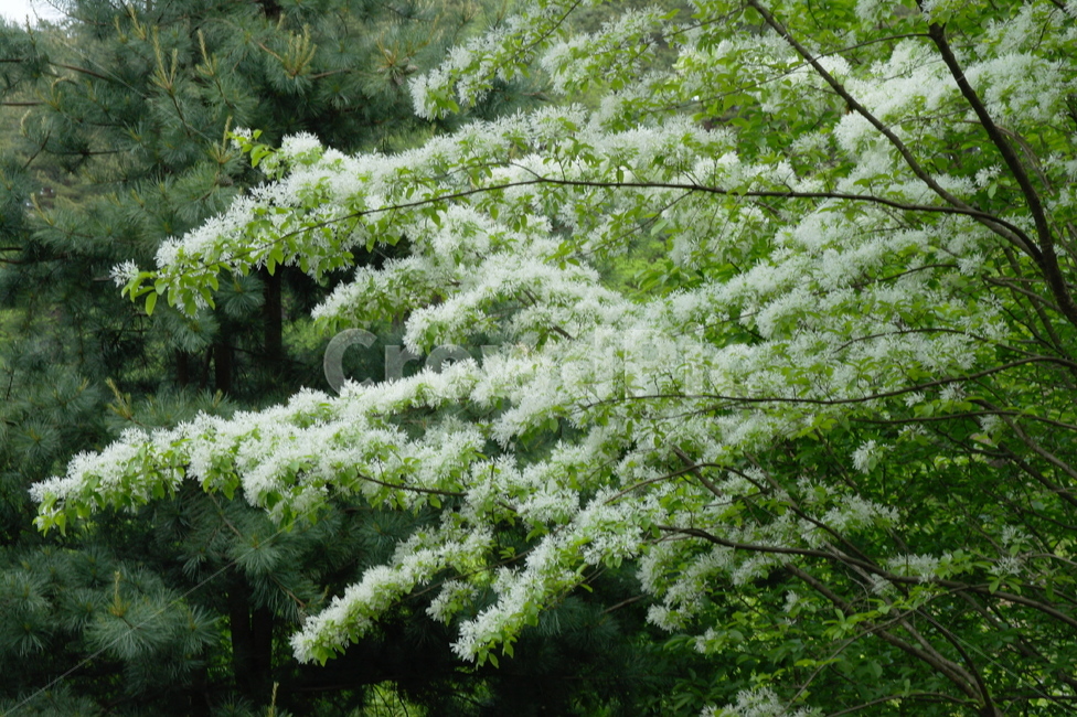풍경,나무,식불,plant,tree,초목,바람,리틀포레스트,감성,식물,자연,plants,nature