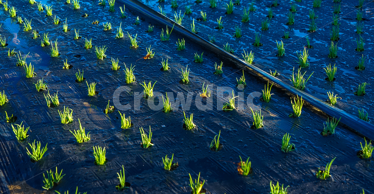 채소,채마,파,농사,고랑,이랑,밭,산업,industry,industrial,농업,농사,agriculture,farming,farming industry