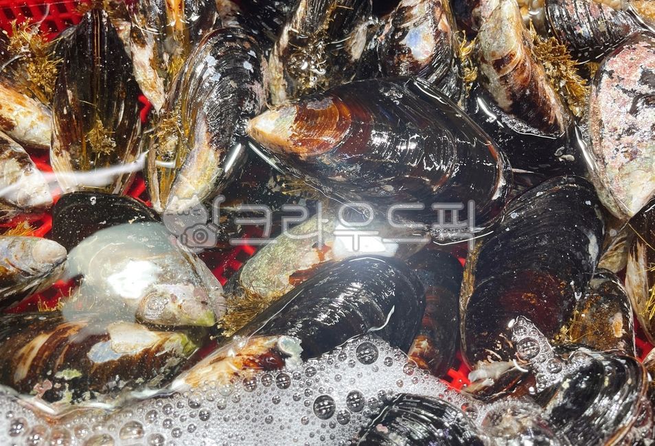 섭,홍합,섭홍합,해물,해산물,seafood,food