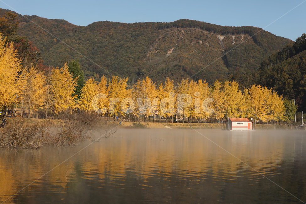 은행나무,반사,산,나무,물,가을,계절,fall,autumn,season,자연,풍경,nature,landscape,tree,plant,식물