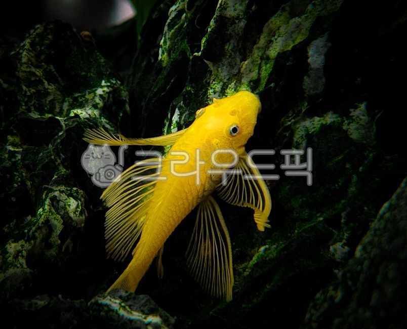 수족관,계곡,물고기,황금물고기,노란물고기,water,물,animal,동물,fish,sealife,해양생물,헤엄,swimming,지느러미,goldfish,valley,summer,여름