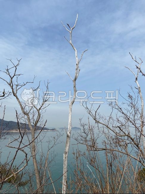 emptiness,thorn,desolation,plant,tree,winter,branch