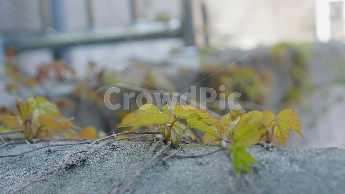 plant,식물,leaf,잎,담쟁이덩쿨,담벼락