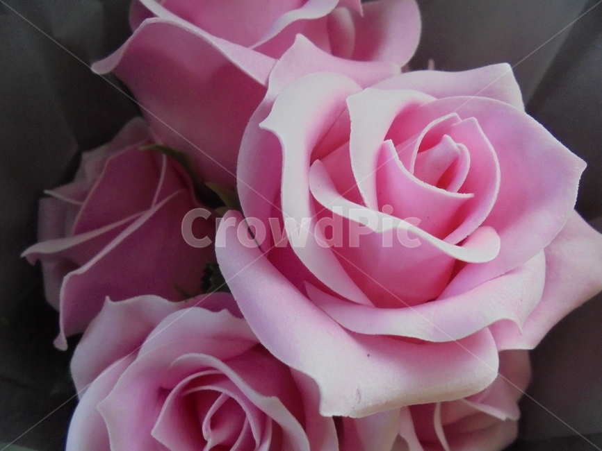 꽃,장미,장미꽃,꽃다발,핑크,flower,식물,자연,plants,nature,꽃,flower