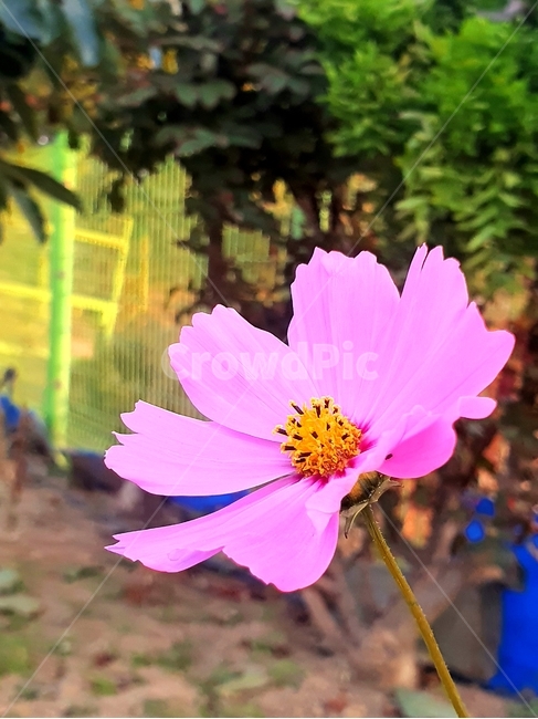 코스모스,가을꽃,들꽃,풀꽃,분홍꽃,분홍색,가을,꽃,식물,식물,자연,plants,nature,꽃,flower
