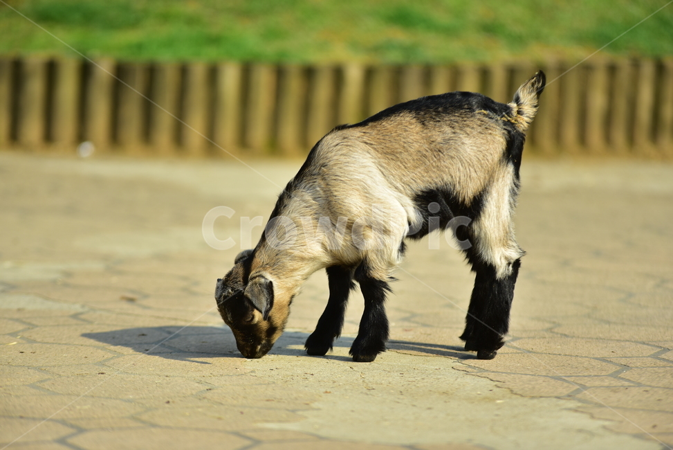 염소,귀여운염소,귀여운,얼룩염소,새끼염소,goat,cute,동물,animal,포유류,mammal