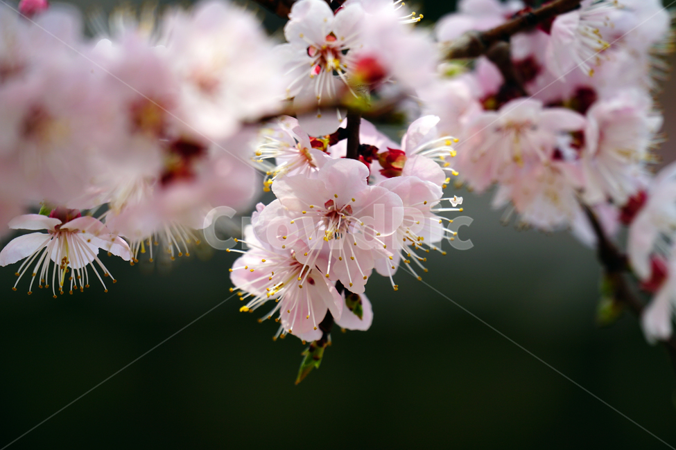 살구나무꽃,봄꽃,한국자연,꽃,꽃사진,플라워,flower,봄,spring,식물,plants,자연,nature,풍경,landscape,계절,season,snap,스냅,접사,macro,closeup,클로즈업,감성사진,감성,힐링,healing,느낌,feel,feeling,꽃밭,화단,나무,나뭇가지,tree,꽃봉오리,4월,April,살구나무,봄,계절,spring,season,식물,자연,plants,nature,꽃,flower,plant